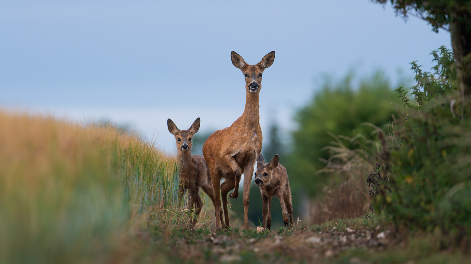 A female deer with two young fawns - they are looking in the direction of the camera and are all standing together. The picture is taken looking up at them slightly, from the ground on the path on the edge of a field. There is hedge on one side and long grass on the other.