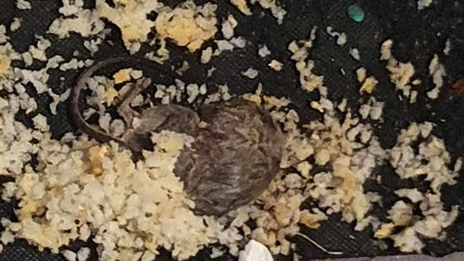 A dead mouse