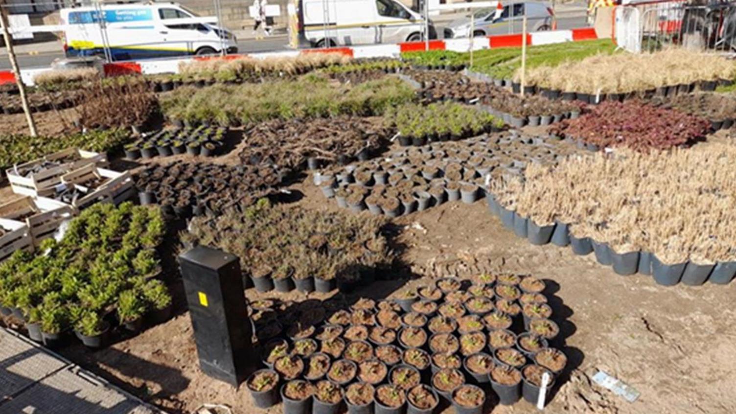 A large number of potted plants and shrubs laid out on bare soil ahead of planting in a city centre park area