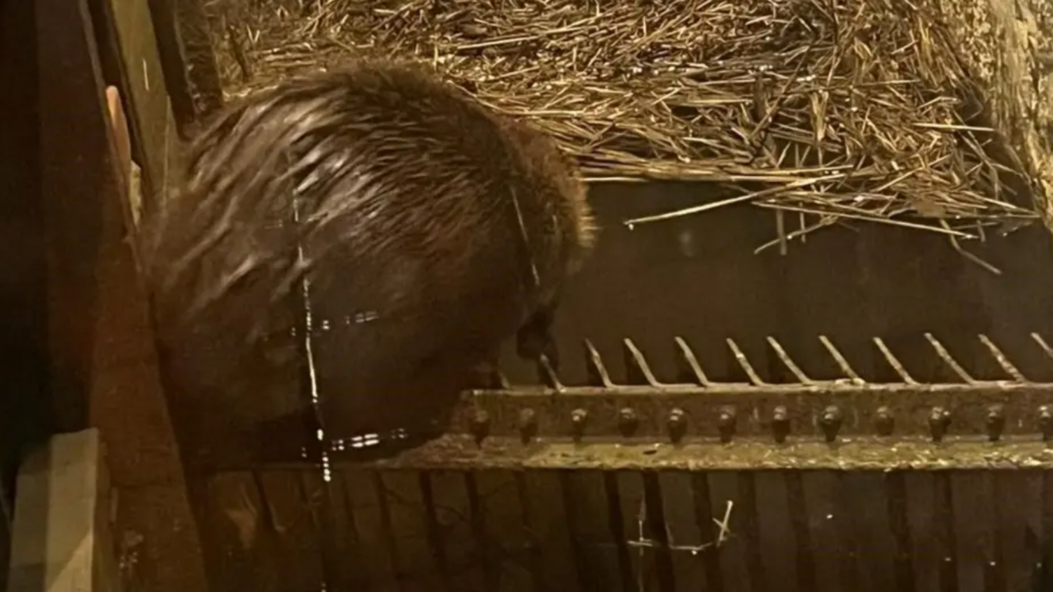 The back end of a beaver. He is sitting on a metal grill above water and looking down. You can see lots of straw or reeds on the water surface behind him