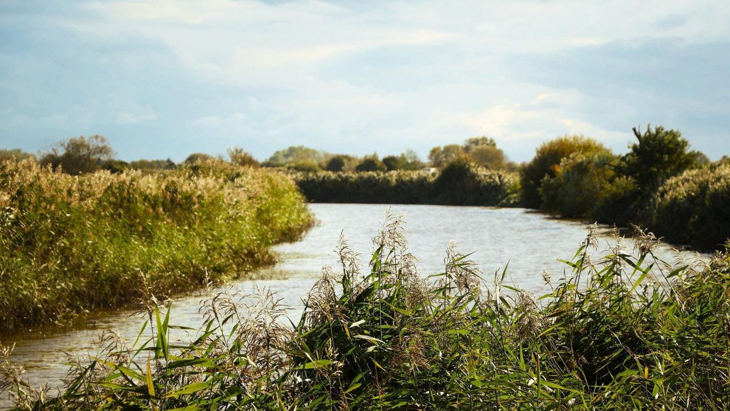 Pevensey Levels wetlands with a stretch of inland water, with reeds and other plants grown along the sides