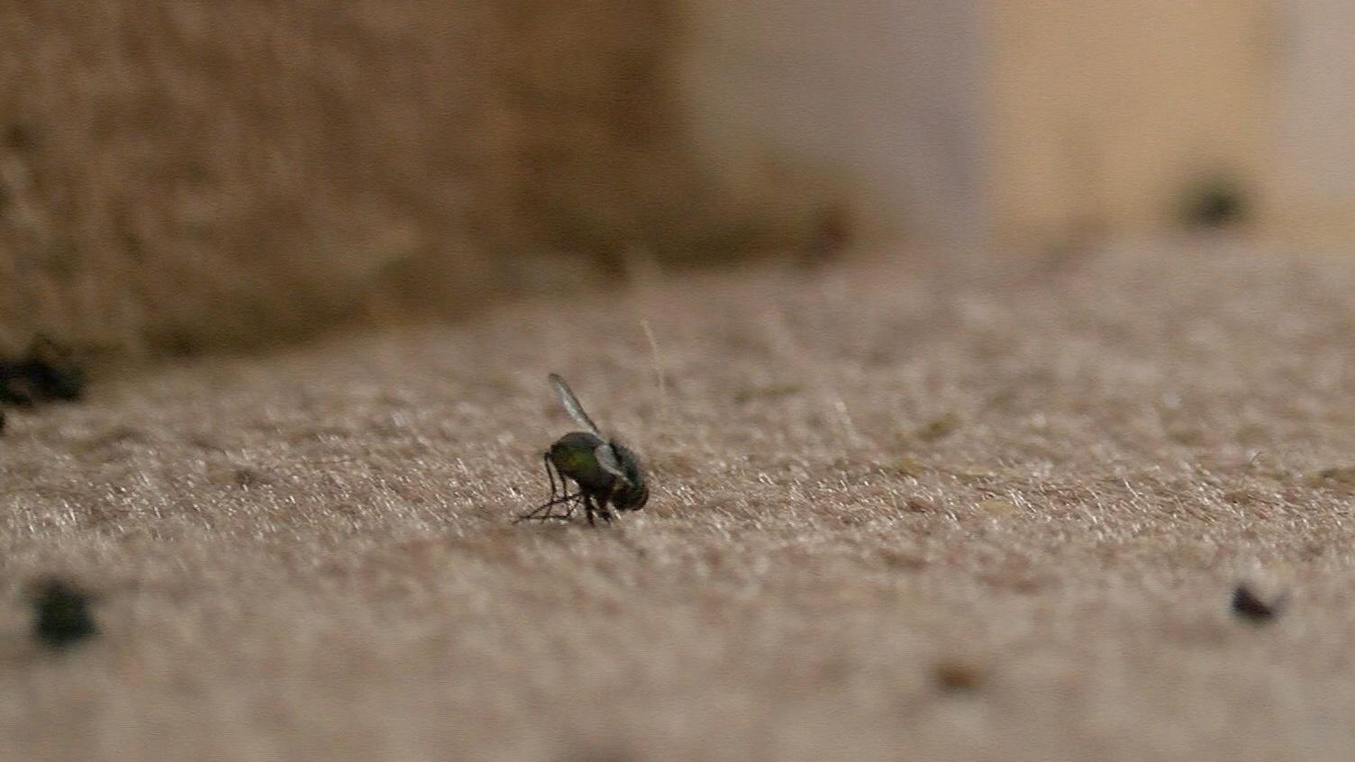 The photo shows a dead fly in sharp focus lying on a beige carpet with other flies out of focus in the foreground and background.