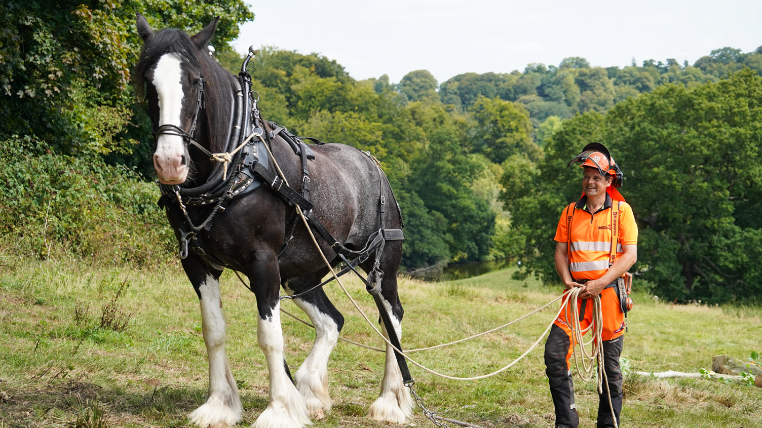 A draft horse in harness stands with a man behind it, holding leads coming from the harness. He is in full high-vis with a hard hat. They are standing in a grassy area, but there are trees going far into the distance.