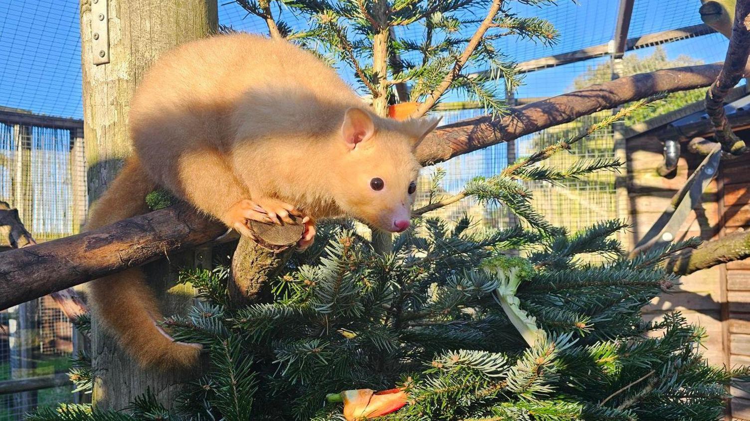 A golden possum called Pauline is fascinated with the new edition to her pen, as she looks on to a Christmas tree whilst sitting on a branch which goes over the top of it. The possum is a light yellow/orange colour has a long tail and jet black eyes.