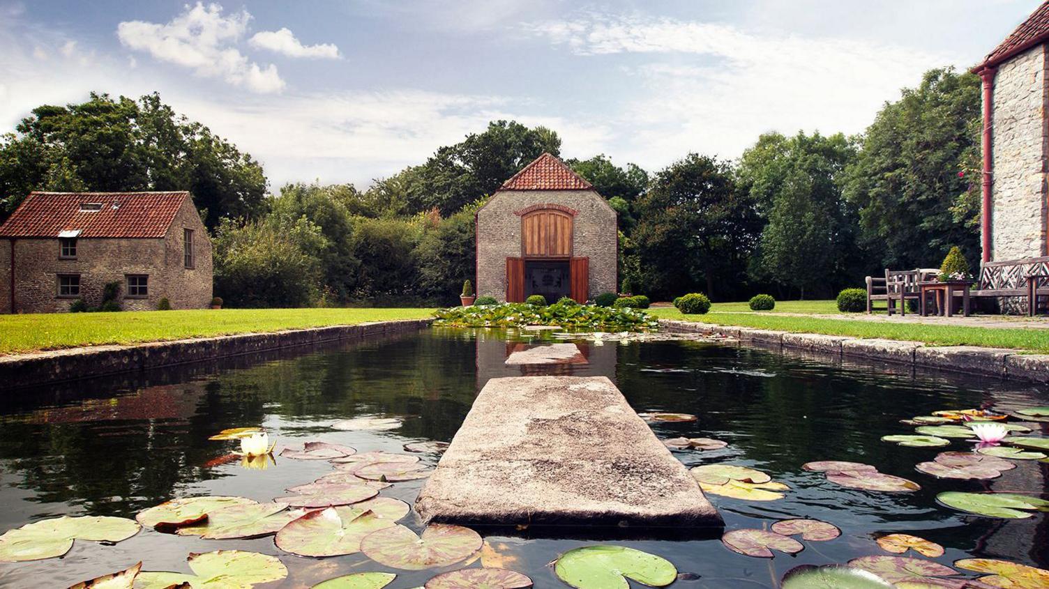 Lilly pads on pond