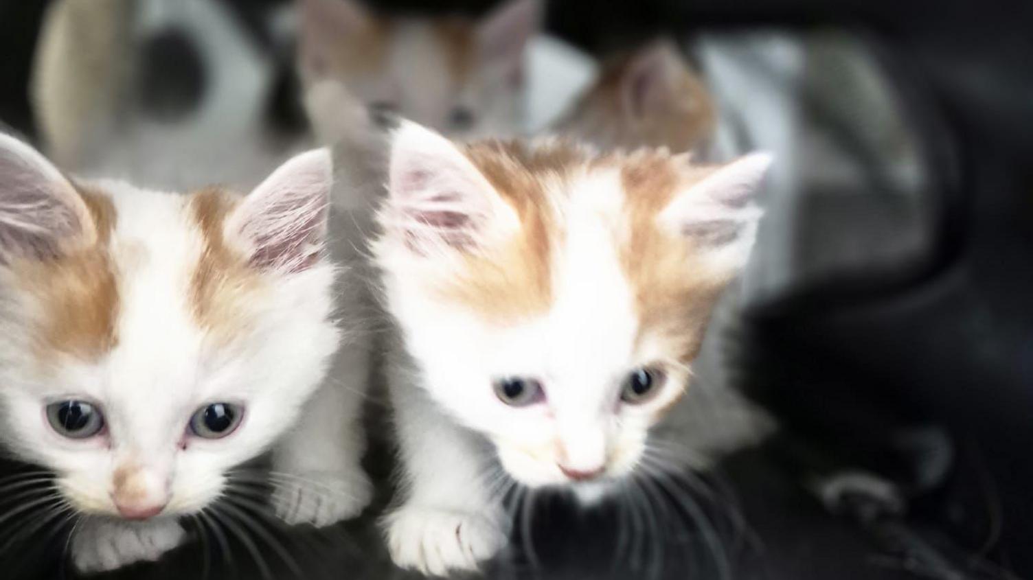 Three white and orange kittens walking around. 