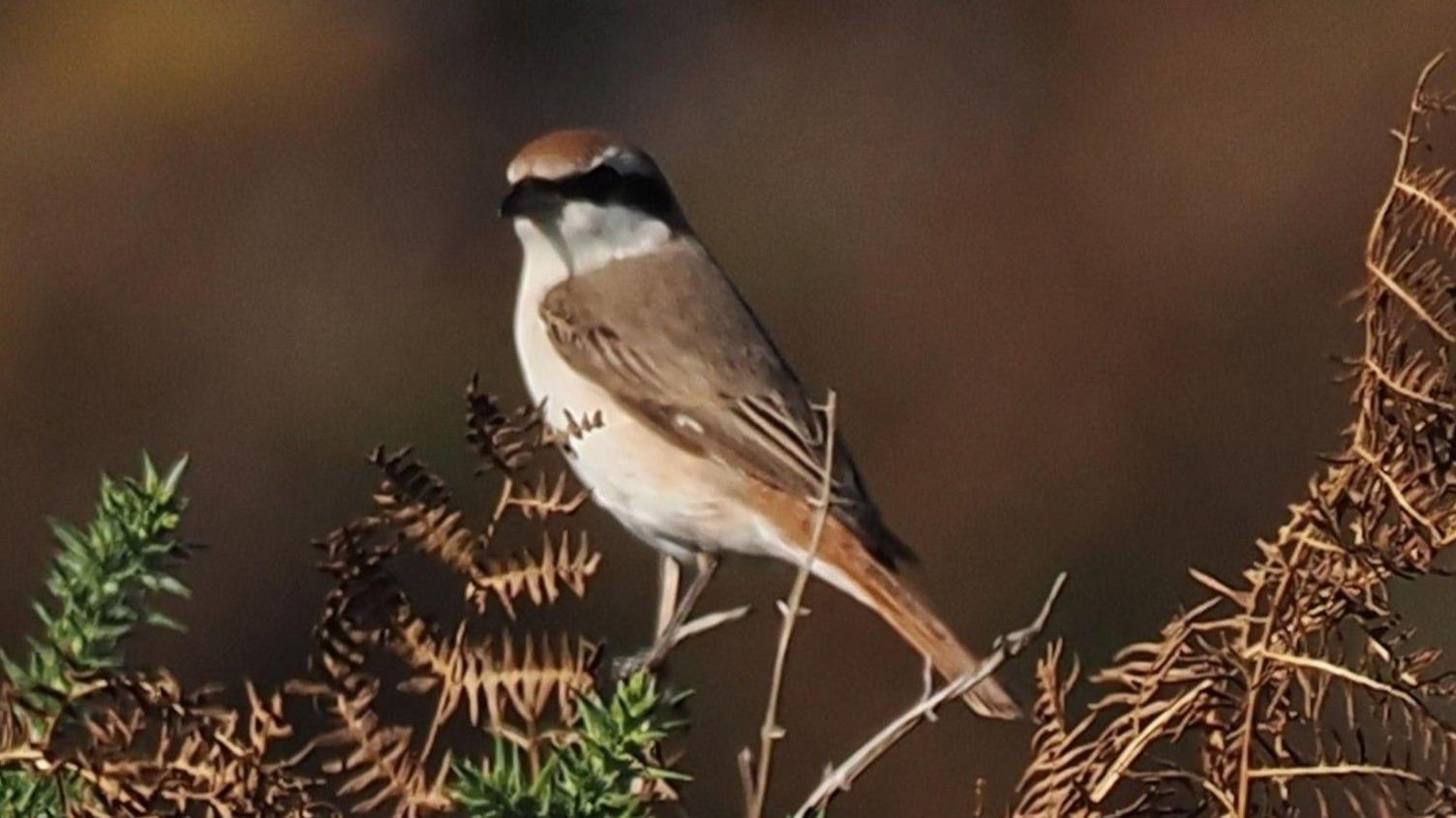 A small brown and white bird with some black around its eyes perched on a bush. It is photographed side on and its head is angled so it is looking toward the camera. Brown and green bush branches can be seen around it. 