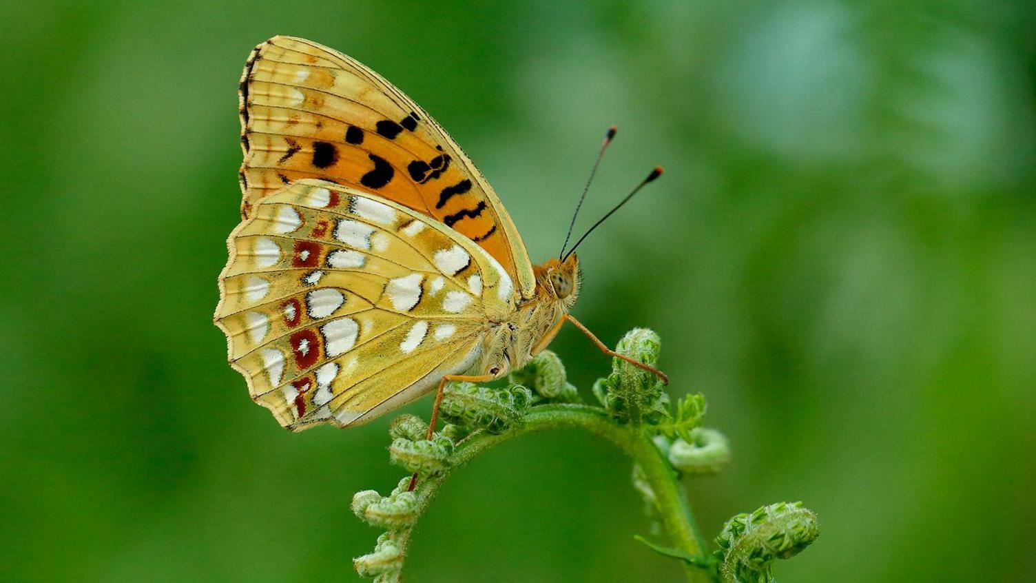 High brown fritillary