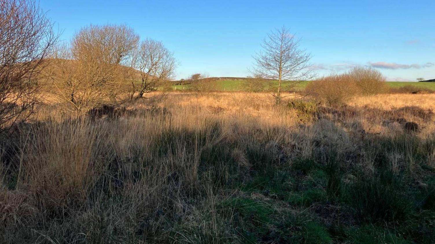 The remains of the horses were found on boggy land in this area of the Preseli mountains