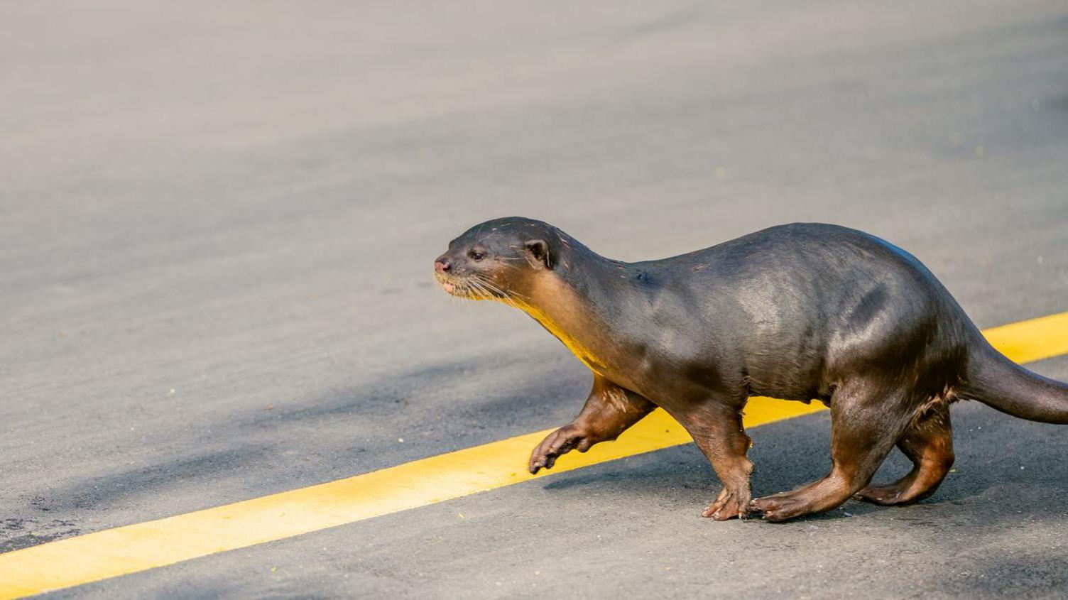 Otter crossing a road 