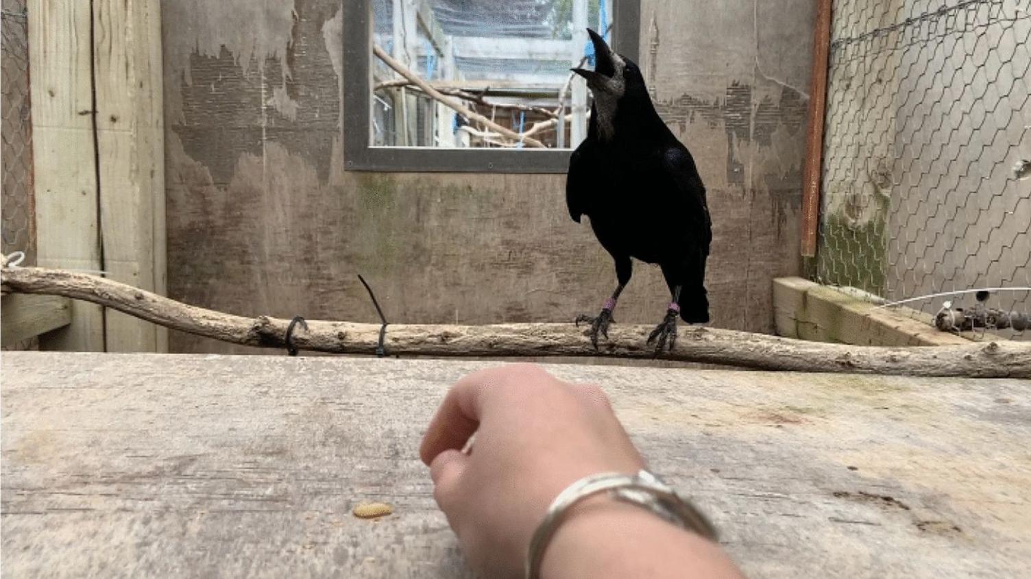 Crow speaking