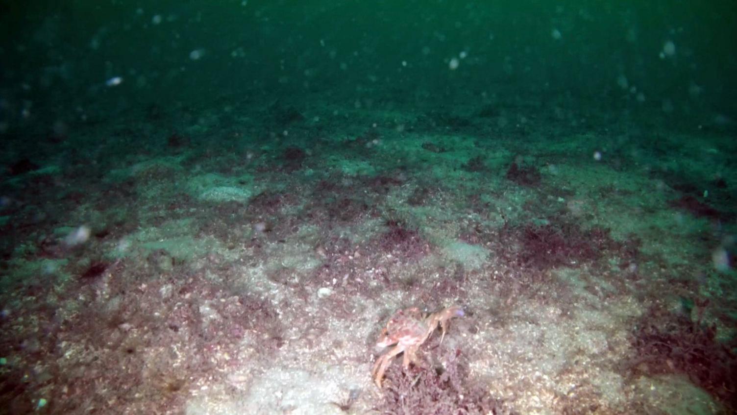 A crab walks across the seabed.