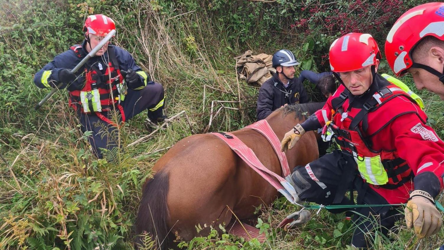 Horse stuck in a ditch