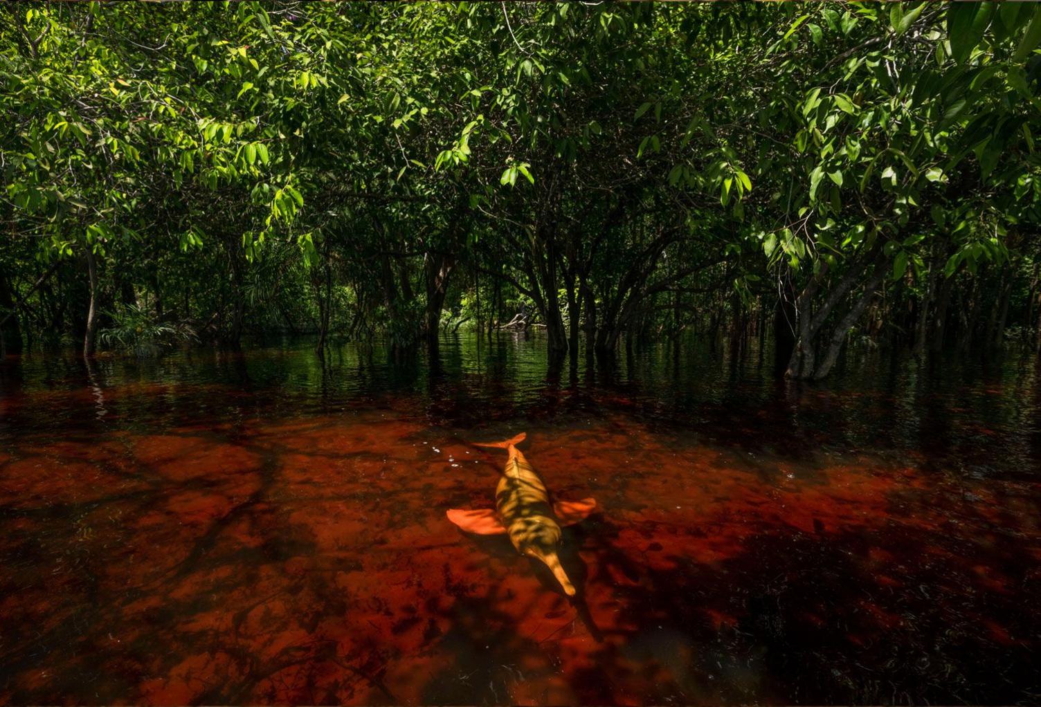 Amazon river dolphin in a flooded forest habitat