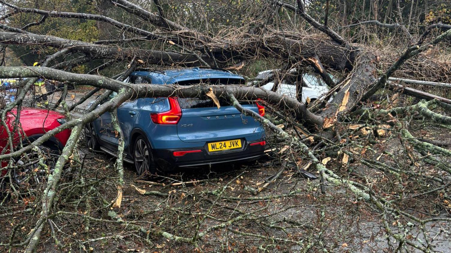 A close-up of the back of a blue Volvo underneath a fallen tree.