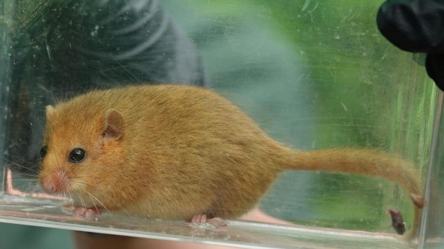 A ginger-coloured dormouse in a plastic container