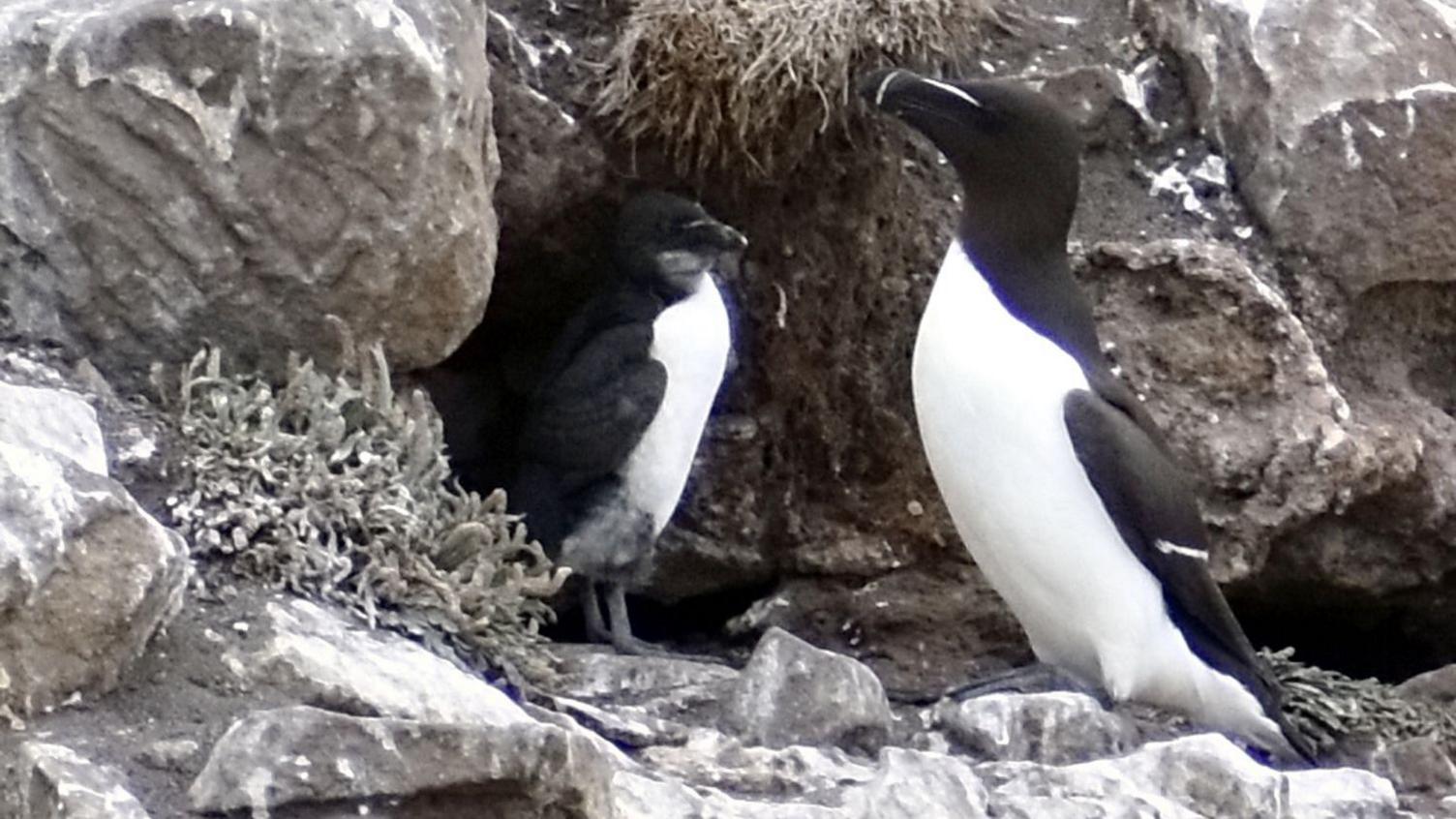 One of the Razorbill chicks which has now lost most of its fur. It is standing next to one of its parents which has a white chest and black head and wings. They are standing on a rock outcrop.