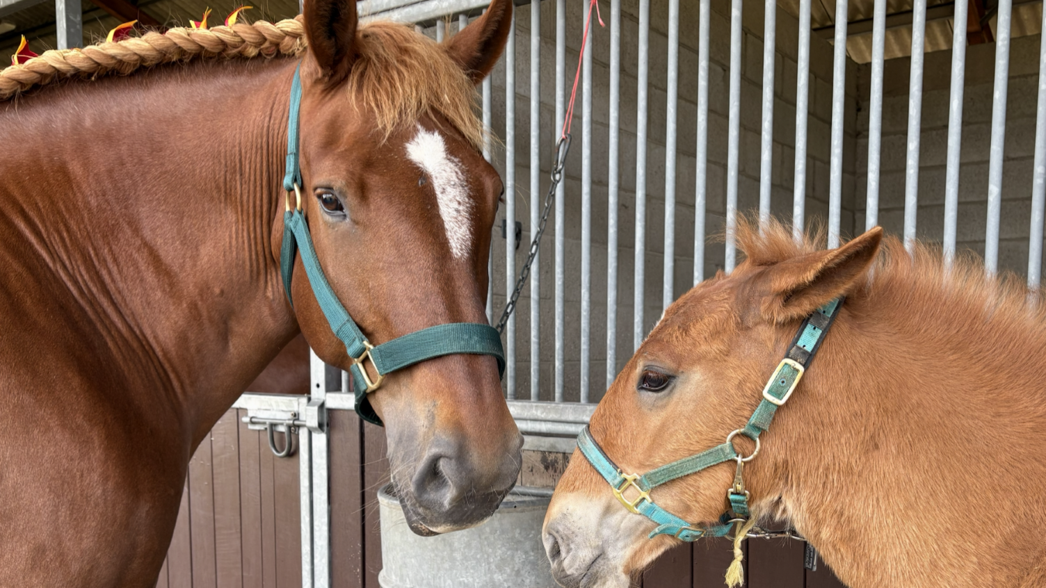 An adult Suffolk Punch horse stands tied up in a stables. Next to it is a younger Suffolk Punch foal tied up. Both wear green coloured headcollars. 