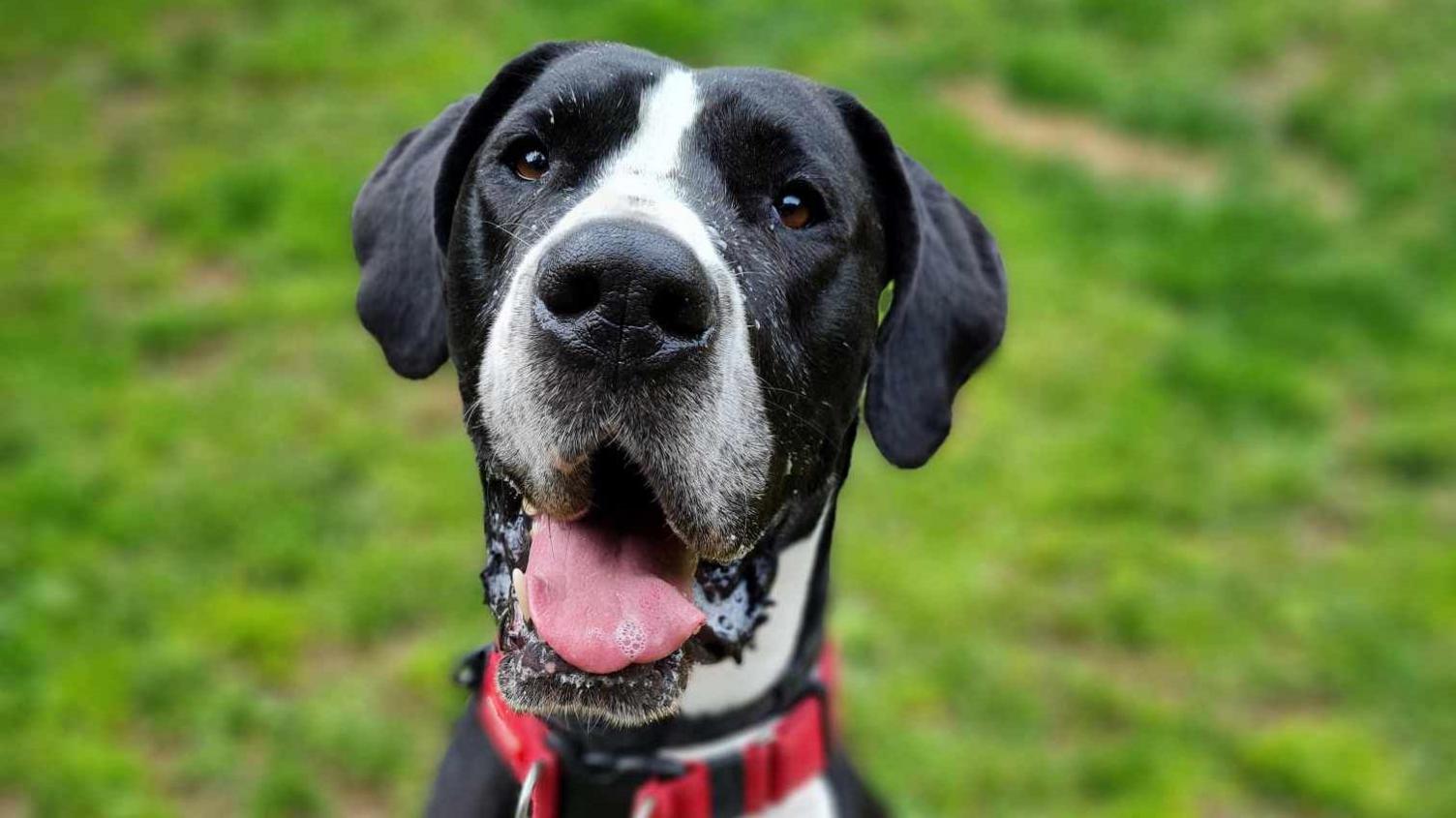 Milo the Great Dane at the RSCPA centre in Central Suffolk