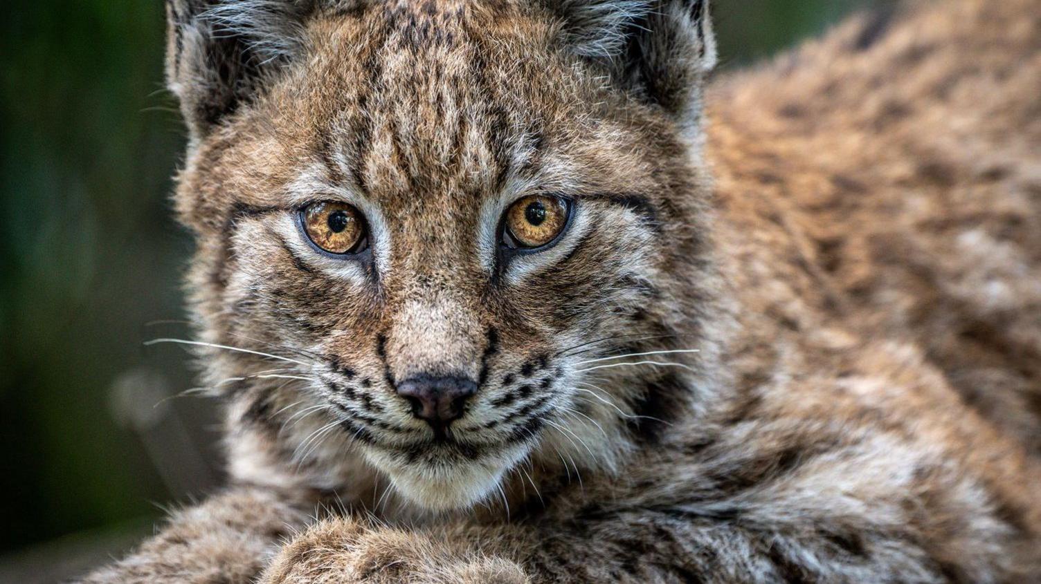 A lynx looking straight into the camera. It has bright orange eyes and brown, white and black fluffy fur. It looks to be lying down with its paws in front of it.