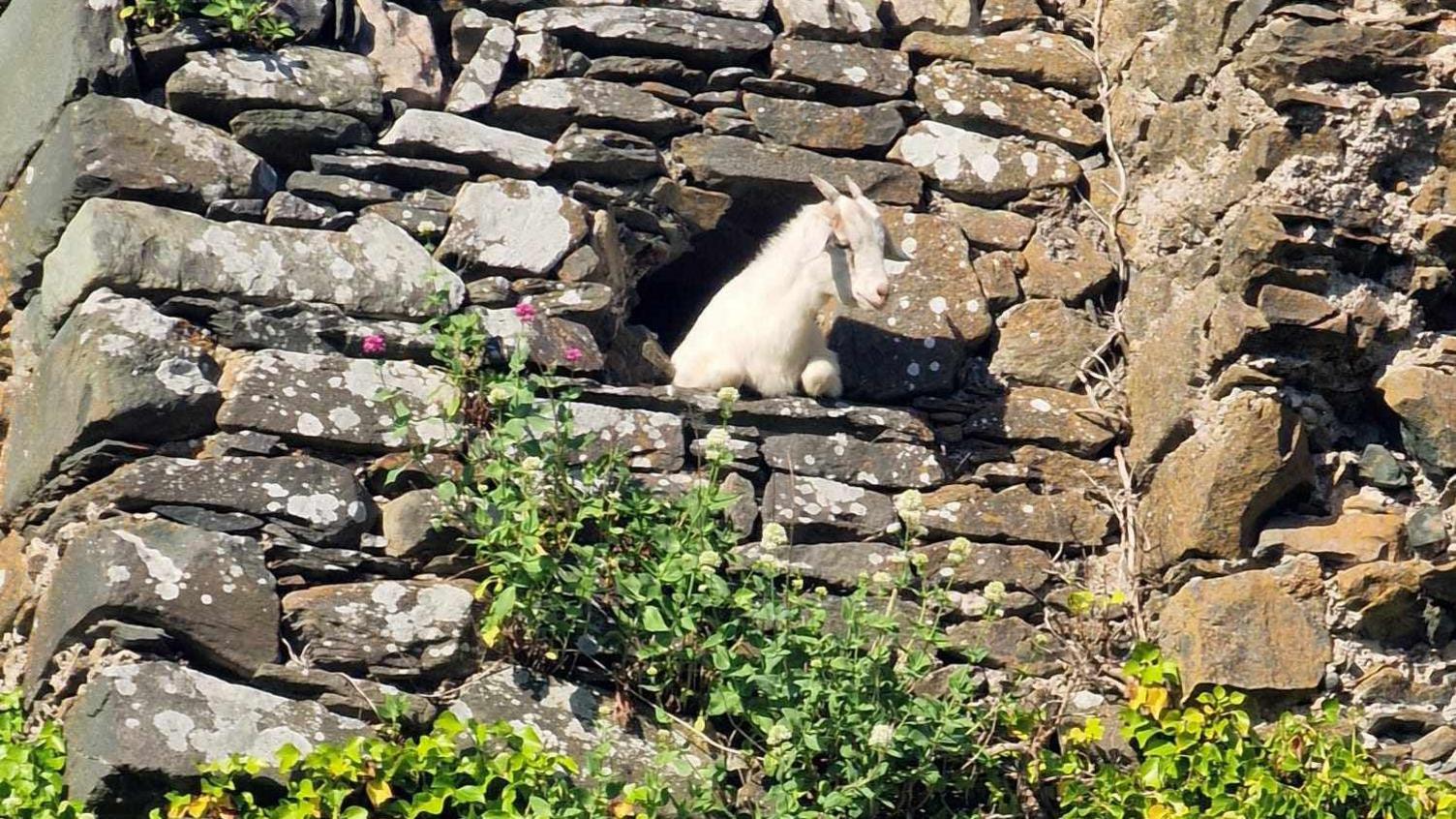 goat in castle