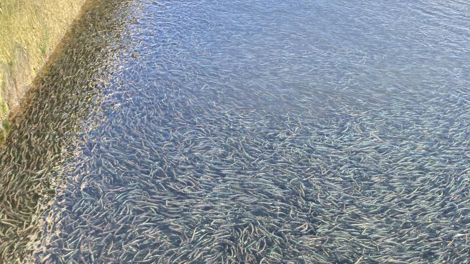 Thousands of fish in sea pool