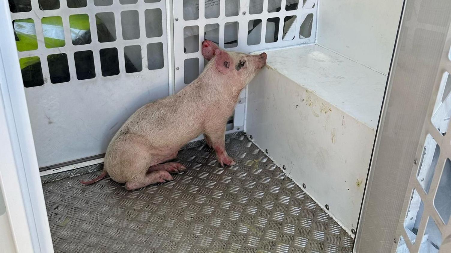 A pig in a police vehicle