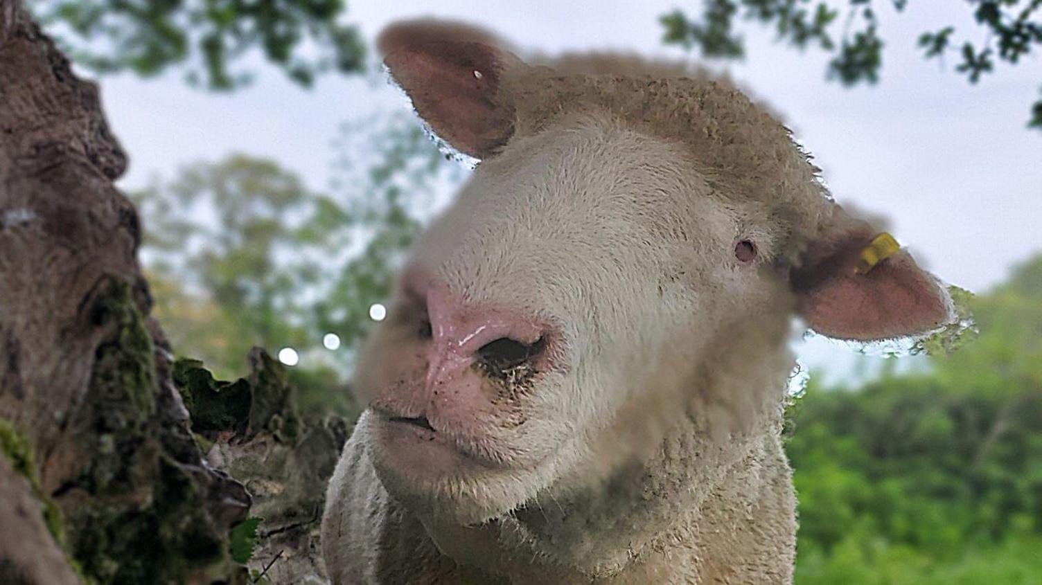 A sheep with no eyes stood next to a brown tree and a green bush