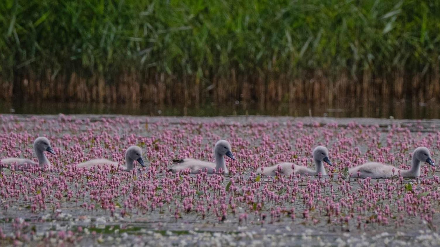 Five cygnets swimming in a line across water covered with plants. The cygnets are small and grey and fluffy. They have black beaks and their heads are raised above water. There are purple and pink flowering plants sitting on top of the water.