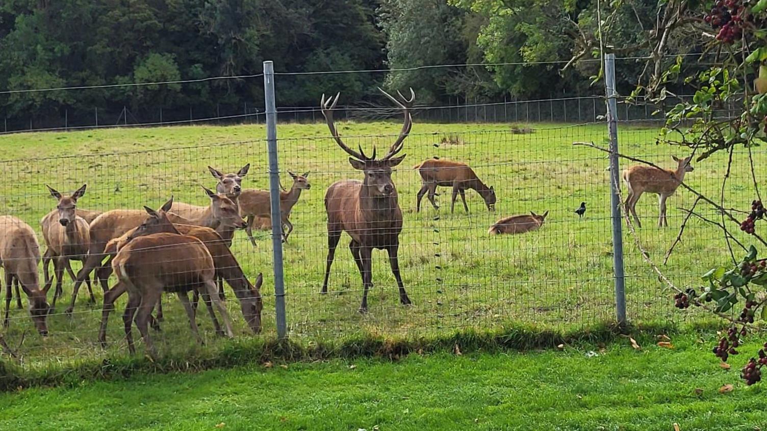 An image of a stag and deer behind a fence in a field.