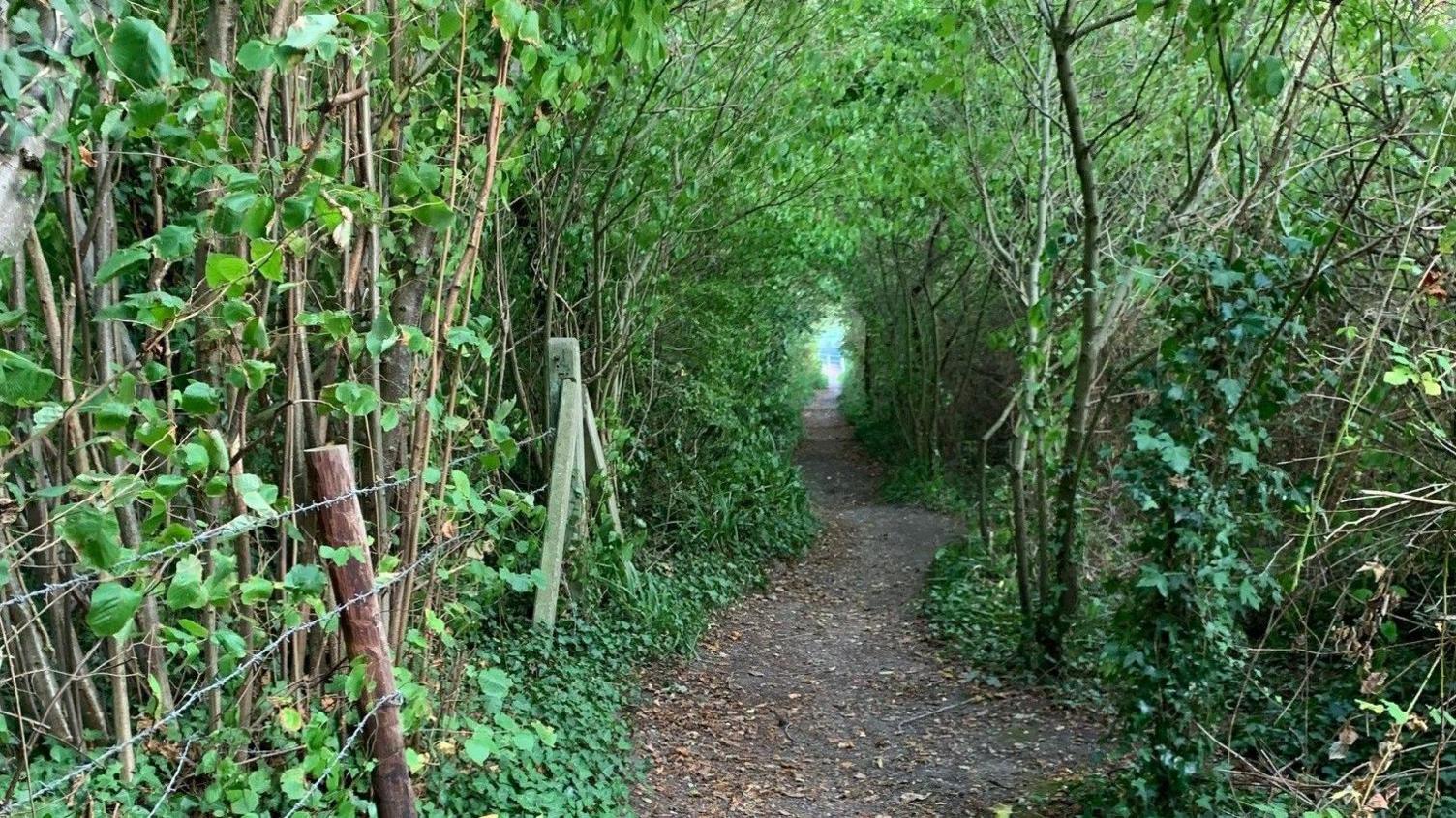 A long footpath with thick trees arching over and leaves on the floor. The path itself is narrow, with a fence with barbed wire visible on one side.