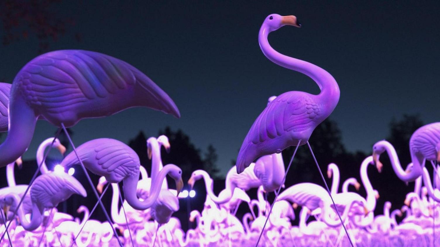 A flock of animated purple light-up flamingos are pictured in the dark