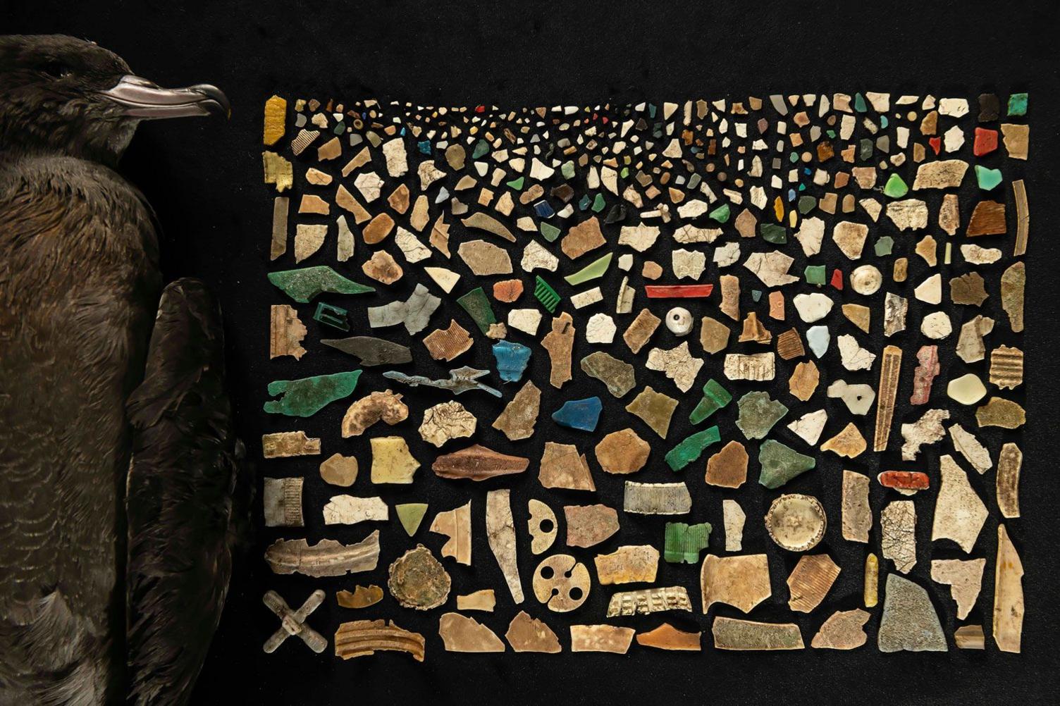 A mosaic of plastic found in the digestive tract of a dead flesh-footed shearwater