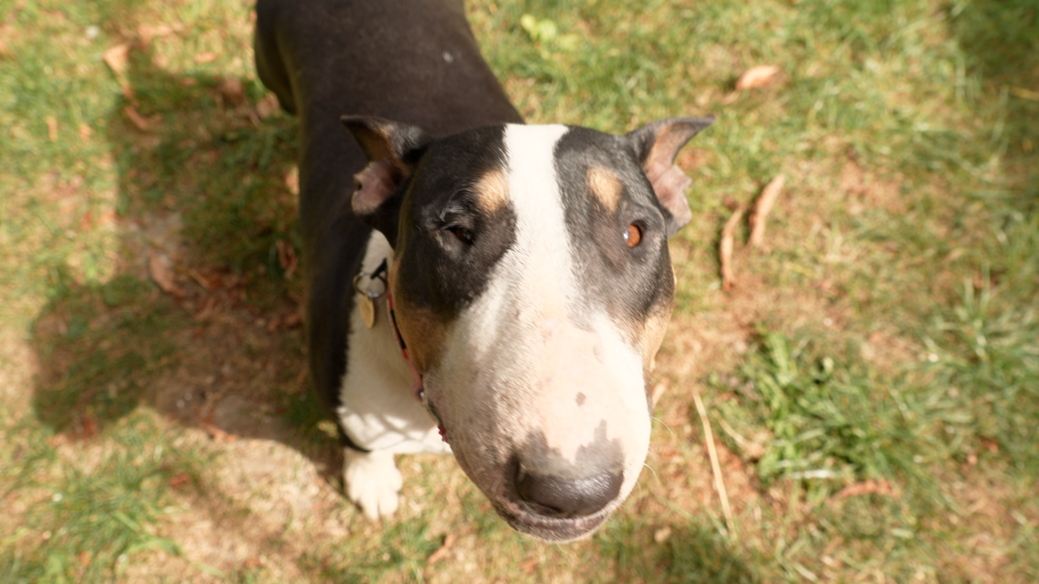 A brown and white terrier dog standing in a garden looking up toward the camera.