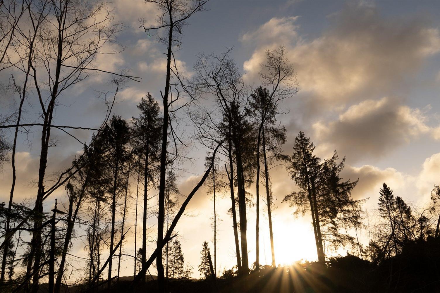 Silhouettes of fallen trees