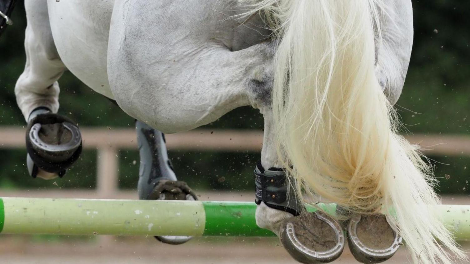 Grey horse jumping fence (stock photo)