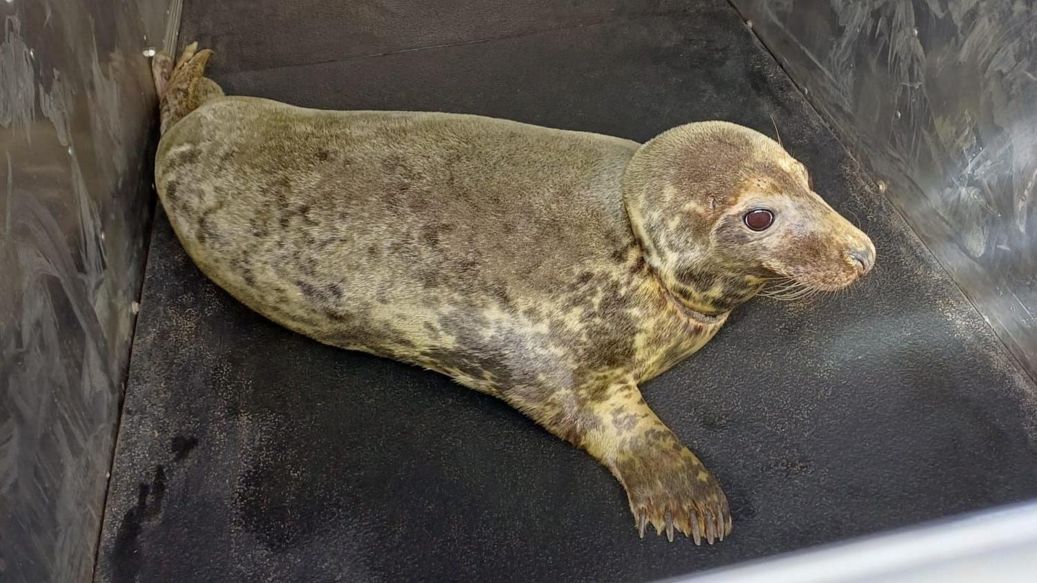 Bongo, a four-year-old female seal, who is a mottled grey colour and is lying down in a container or enclosure.