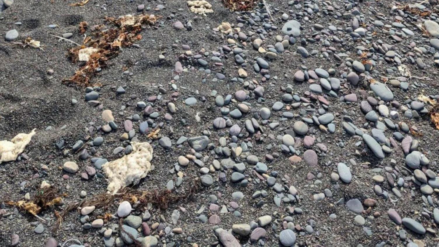 White blobs are photographed on the shoreline among rocks, seaweed and sand.