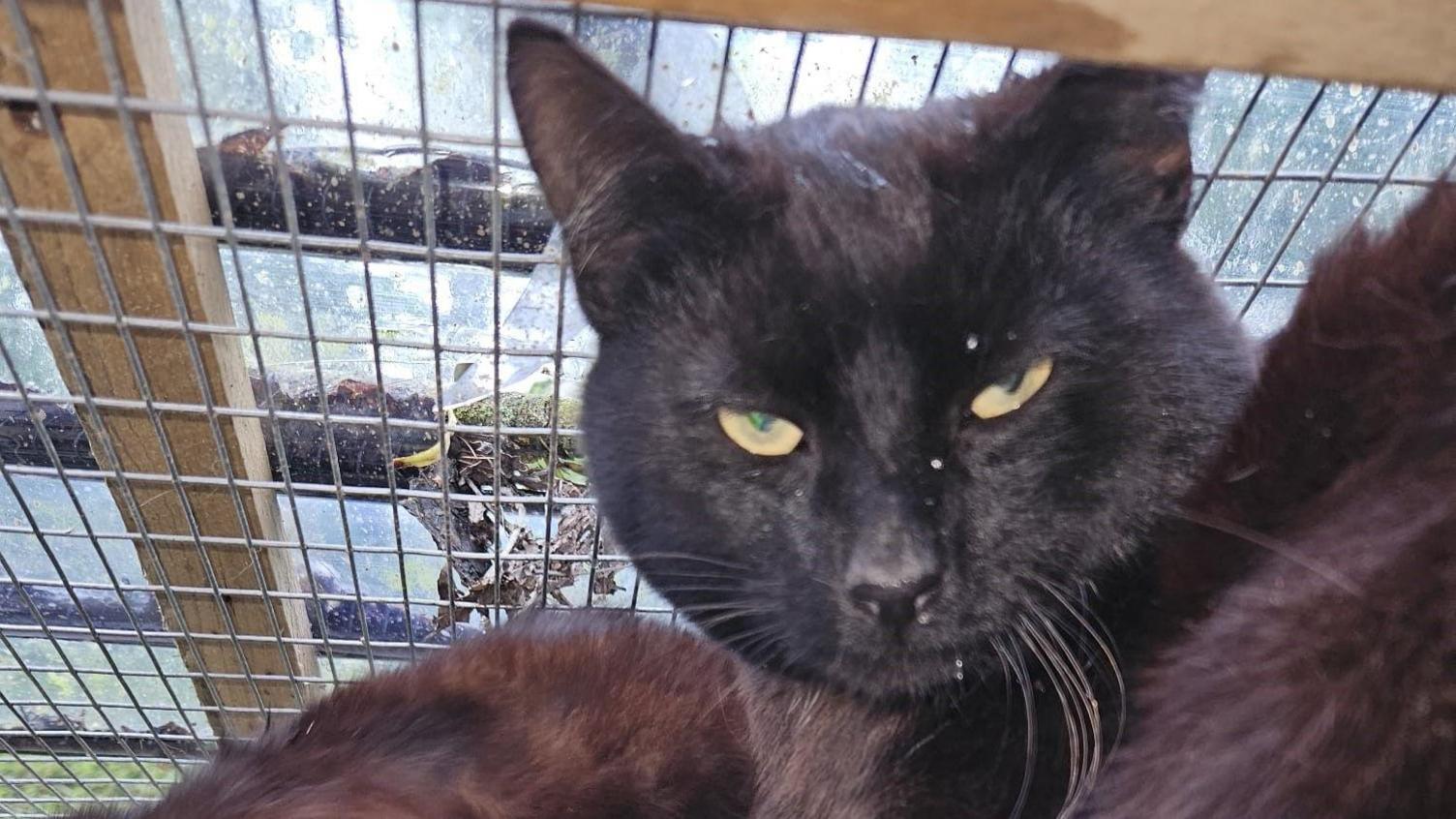 Cat found in home in Dartford