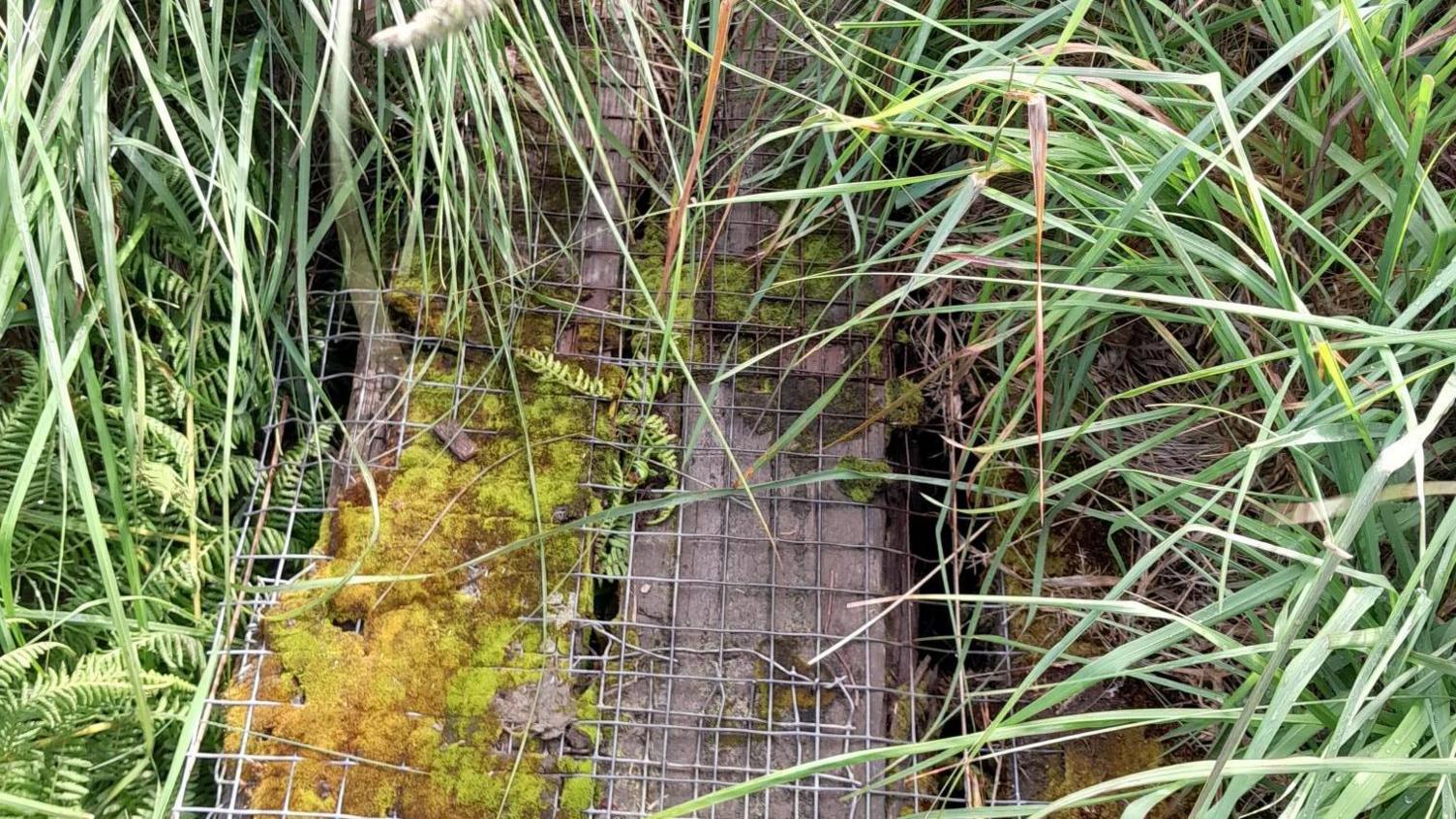 The former walkway, which is overgrown and there is moss on top.
