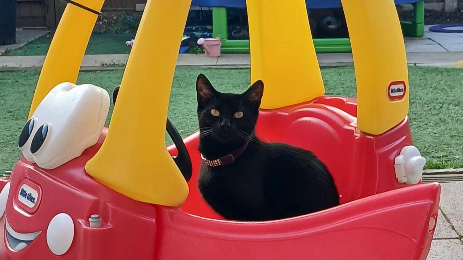 Abby the black cat in a toy car