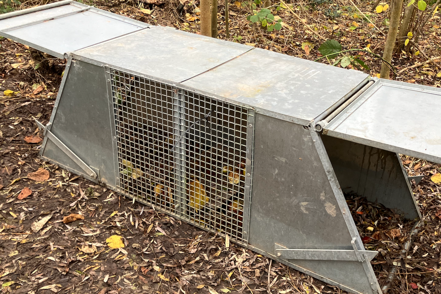 A Bavarian beaver trap full of apples