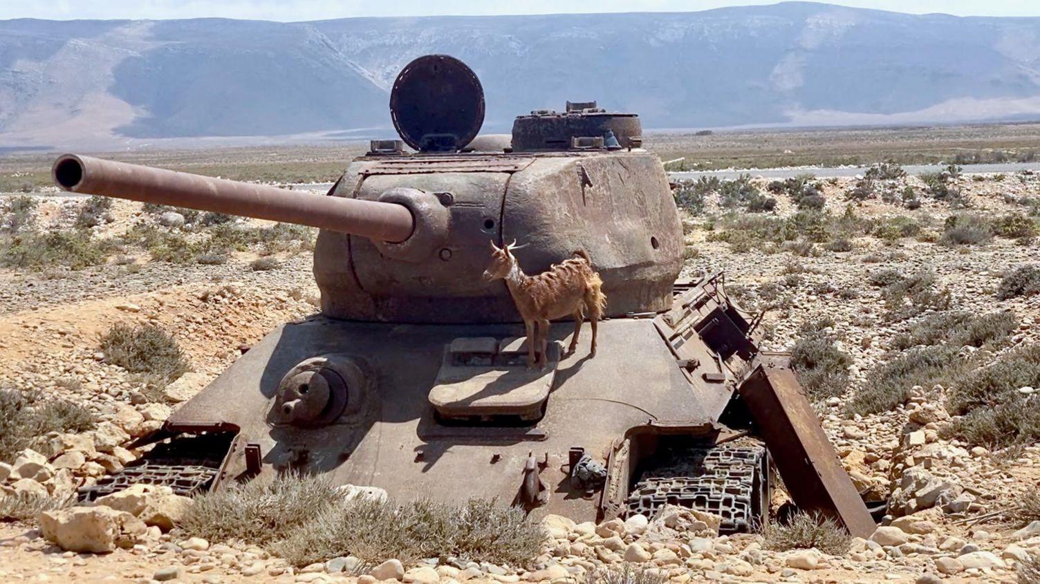 A goat standing on an abandoned tank in a desert.