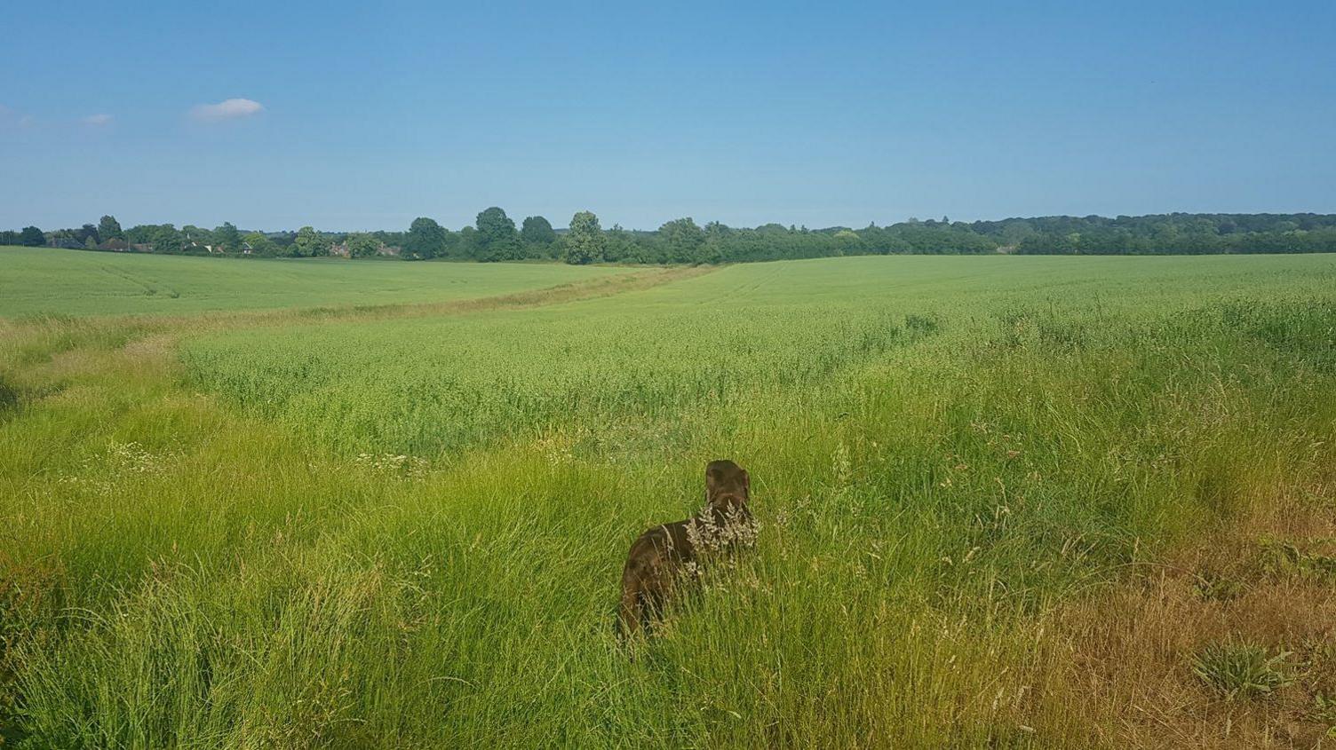 A large empty plot of land, there is a brown dog standing on it.