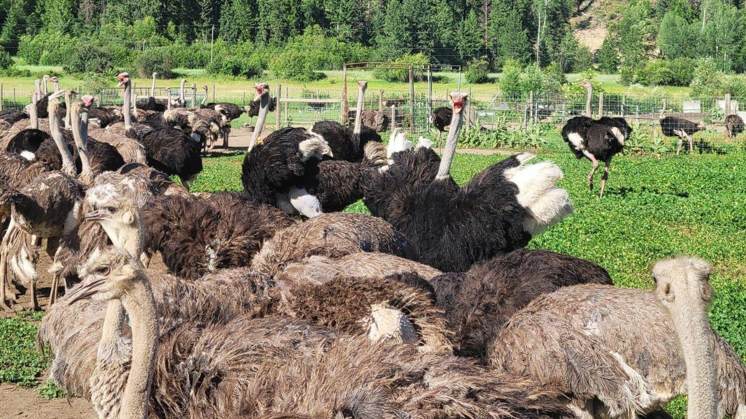 An image showing a flock of ostriches pictured at the Universal Ostrich Farm in British Columbia. They are standing in a fenced enclosure on green grass. Behind them is a hill with green spruce trees.