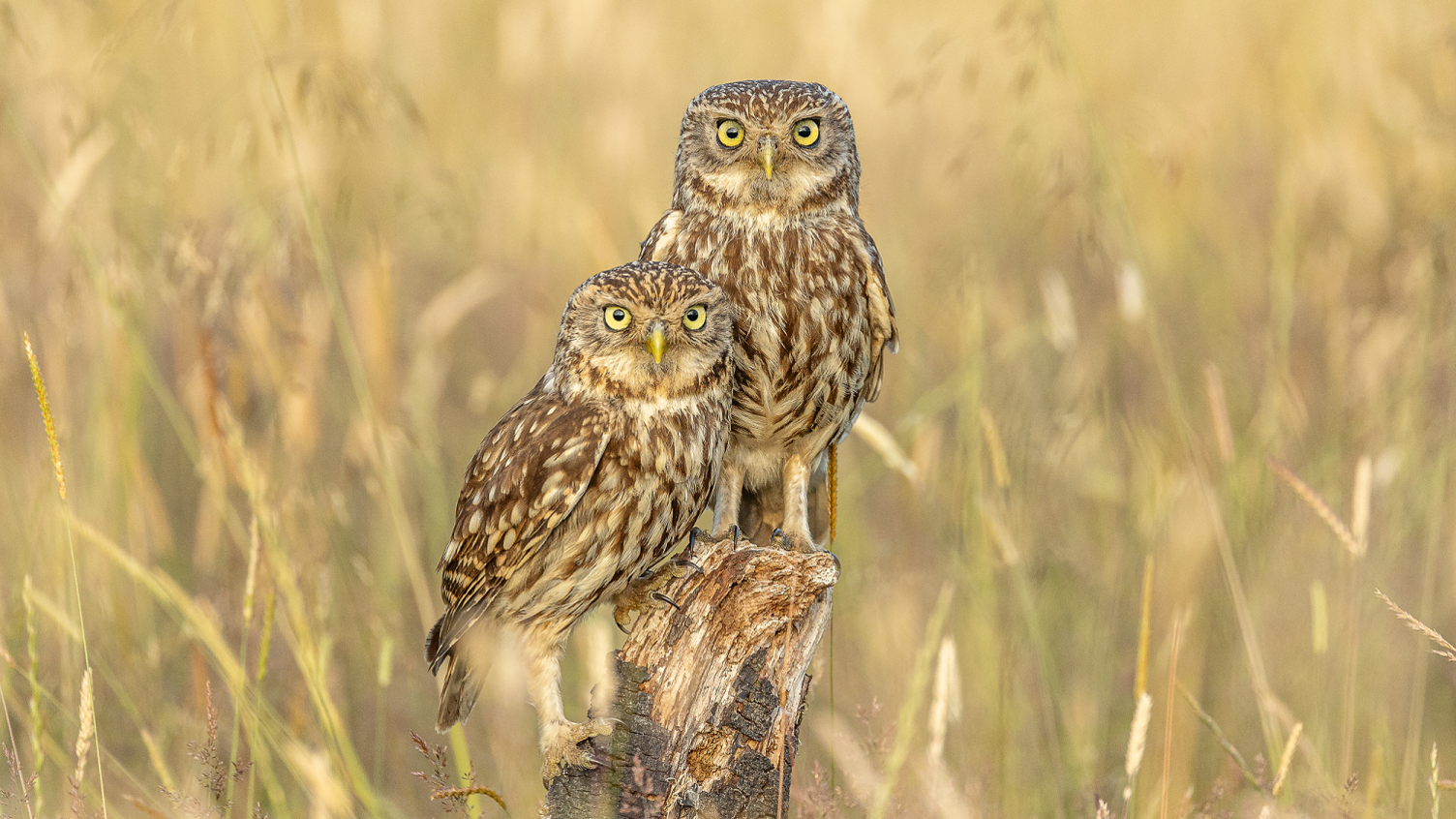 Two brown owls standing together on a tree stump within long meadow grass. They are both looking in the direction of the camera with yellow eyes. One is standing higher up on the stump than the other. 