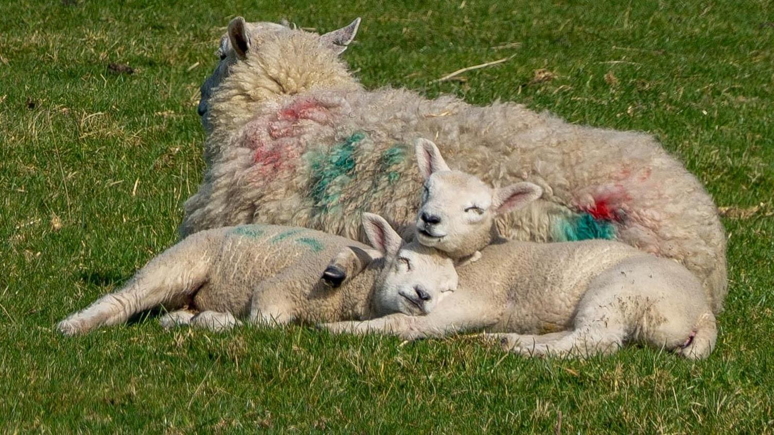 Sheep and lamb