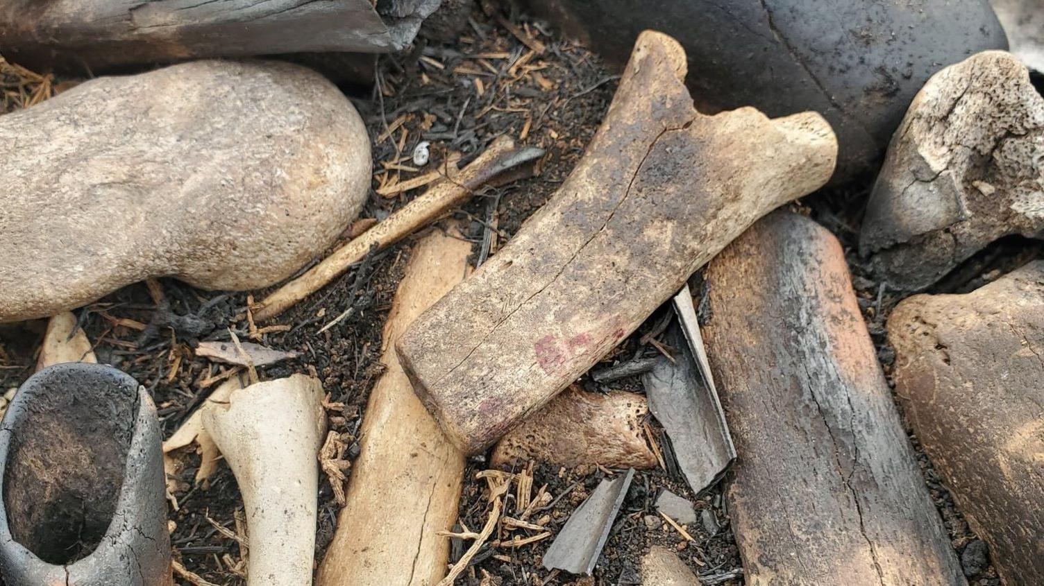 A close-up view of a collection of bones, some burned, on dirt