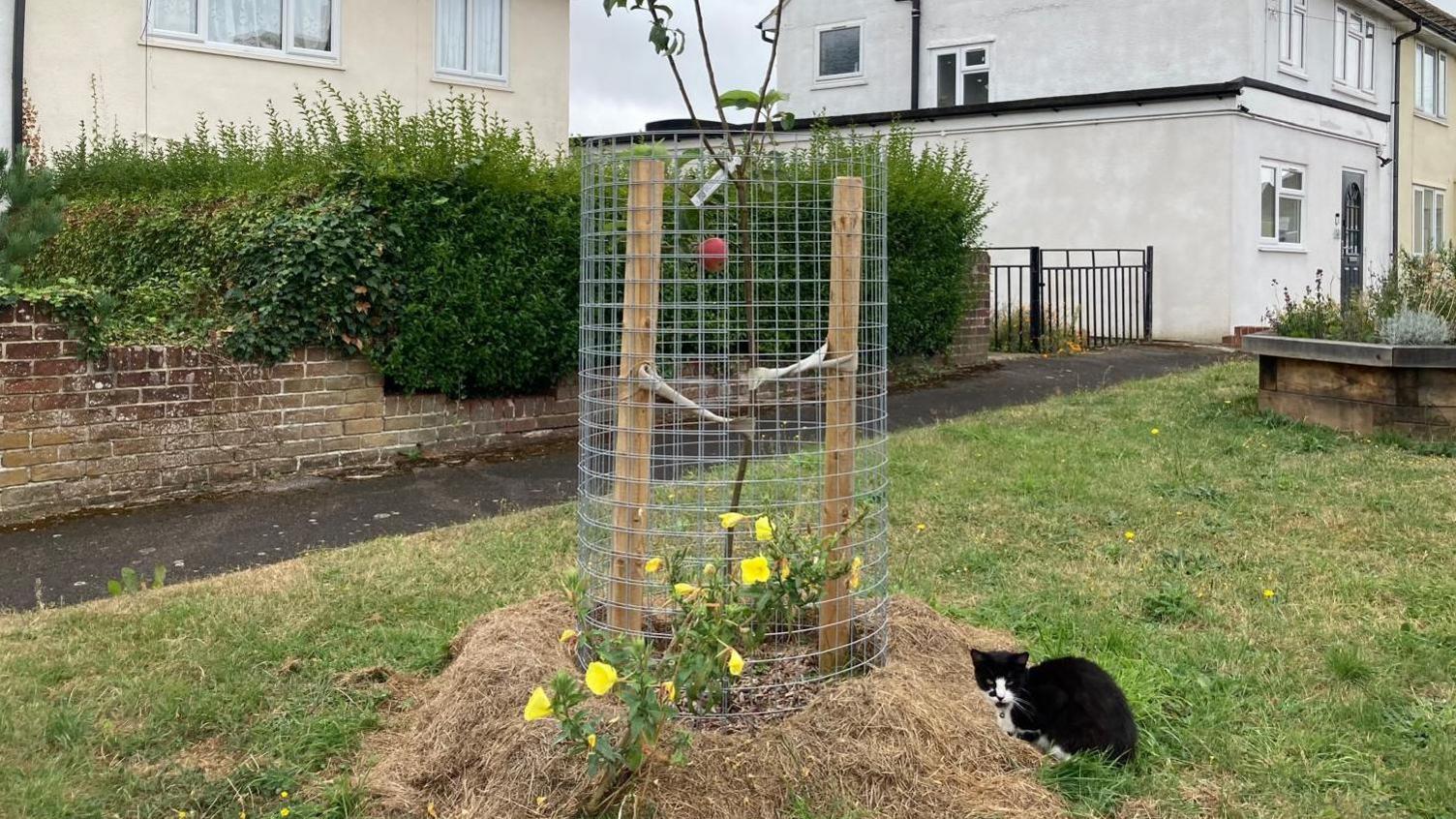 A young apple tree on a grass verge, fenced off with metal wire. There is a black and white cat sat next to it.