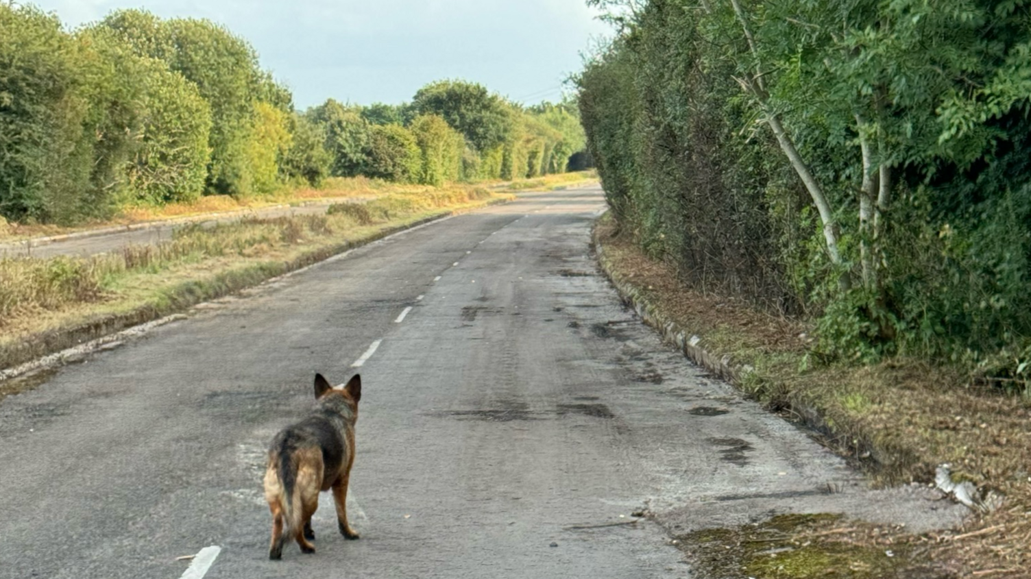 A German Shepherd dog is pictured in the middle of a deserted dual carriageway, which has trees on both sides.